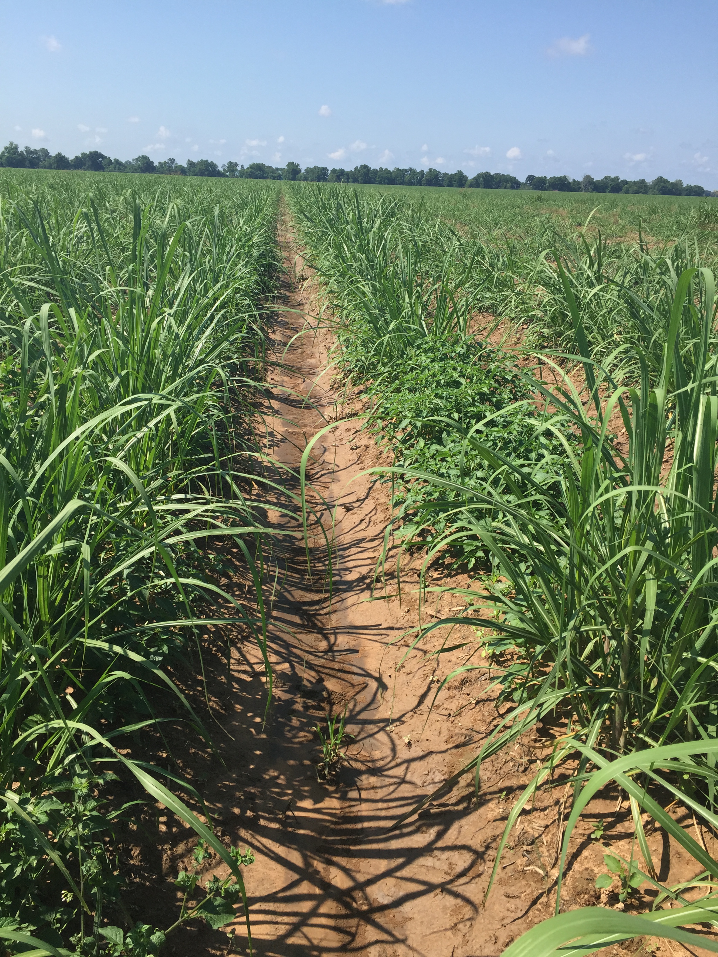 Weeds: A Major Threat to Louisiana Agriculture